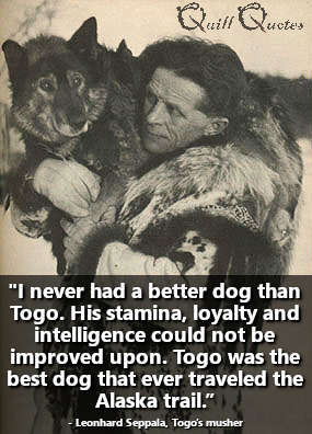 "I never had a better dog than Togo. His stamina, loyalty and intelligence could not be improved upon. Togo was the best dog that ever traveled the Alaska trail.” - Leonhard Seppala, Togo’s musher